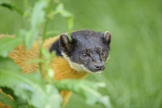 Close-up of a yellow-throated marten (Martes flavigula) in a forest, captive