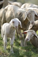 Close-up of a sheep (Ovis aries) lamb in a fruit grove in spring