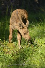 Close-up of a Eurasian elk (Alces alces) youngster in a forest in early summer, Bavarian Forest