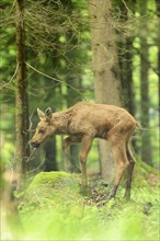 Close-up of a Eurasian elk (Alces alces) youngster in a forest in early summer, Bavarian Forest