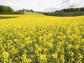 Rape field in bloom, near Riegersburg, Styria, Austria, Europe