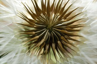Macro photograph of the seeds of a medicinal dandelion plant, Taraxacum officinale, in nature