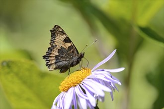 Close-up of a small tortoiseshell (Aglais urticae L.) on a European Michaelmas Daisy (Aster