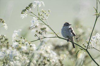 Sedge warbler (Acrocephalus schoenobaenus), Lower Saxony, Germany, Europe