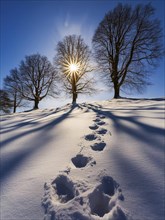 Footprints in fresh snow on a hill with a row of trees in winter, backlight, AI generated, AI