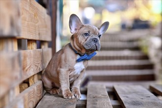 Young blue red fawn French Bulldog dog wearing a blue bow tie