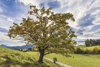 Maple tree, Acer pseudoplataus, Ostallgaeu, Bavaria, Germany, Europe