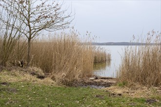 Reeds on the shore of Lake Zierker See, Neustrelitz, Mecklenburg-Vorpommern, Germany, Europe