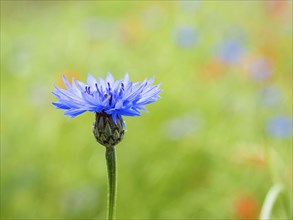 Cornflower (Centaurea cyanus), near Heimschuh, Styria, Austria, Europe