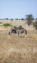 Two plains zebras (Equus quagga), pair grooming each other, Kruger National Park, South Africa,