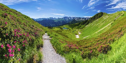 Alpine rose blossom, panorama from the Fellhorn over the Schlappoldsee and mountain station of the