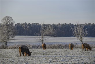Cows grazing on frozen pasture surrounded by bare trees in winter, Frosty winter time in the early