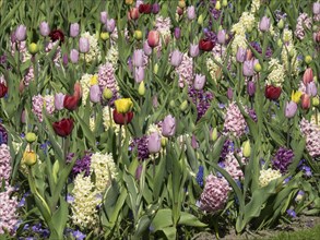 A colourful field of different tulips and hyacinths that together form a vibrant sea of flowers,