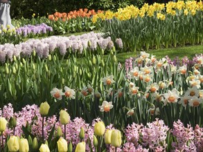 Colourful spring flowers with hyacinths, daffodils and tulips in a green garden, many colourful,