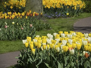 A spring garden with yellow and white tulips along a winding path, many colourful, blooming tulips