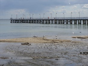 Seagulls walking on the wet beach near a long jetty into the sea under a slightly cloudy sky, green