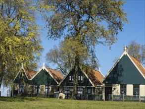 Three green houses with trees in a peaceful rural setting surrounded by nature, Enkhuizen,