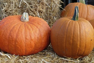 Two pumpkins on straw bales, representing autumn harvest, many colourful pumpkins for decoration in
