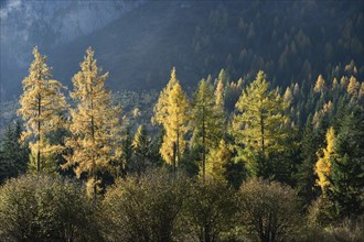 Landscape of yellow European larch (Larix decidua) trees growing in a forest on a mountain in