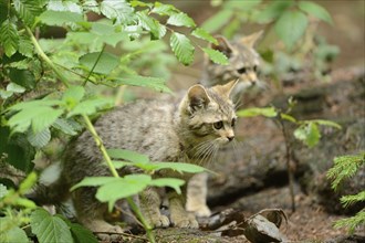 Close-up of a European wildcat (Felis silvestris silvestris) kitten in a forest in spring, Bavarian