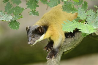 Close-up of a yellow-throated marten (Martes flavigula) in a forest, captive