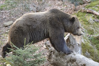 European brown bear (Ursus arctos arctos) in a forest in spring, Bavarian Forest National Park,
