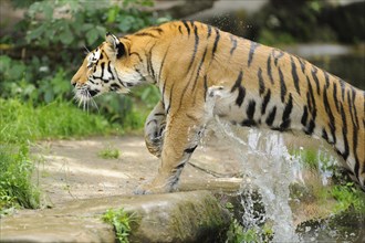 Close-up of a Siberian tiger (Panthera tigris altaica) in a forest, captive