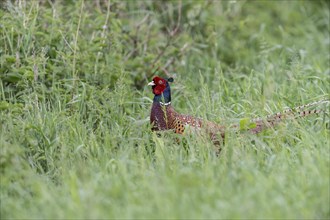 Hunting Pheasant (Phasianus colchicus), Emsland, Lower Saxony, Germany, Europe