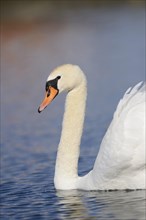Close-up of a Mute Swan (Cygnus olor) swimming in the water in spring