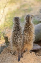 Close-up of two little meerkat or suricate (Suricata suricatta) babies making male in sand