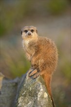 Meerkat or suricate (Suricata suricatta) making male