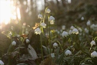 Spring Snowflake (Leucojum vernum) blossoms in a forest on a sunny evening in spring