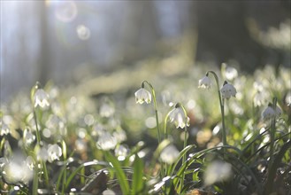 Landscape of Spring Snowflake (Leucojum vernum) blossoms in a forest on a sunny evening in spring