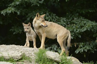 Algonquin wolf (Canis lupus lycaon) mother and pup on a rock, captive, Germany, Europe