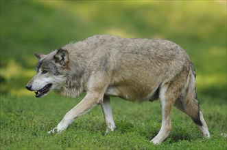 Algonquin wolf (Canis lupus lycaon) in a meadow, captive, Germany, Europe