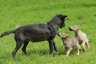 Algonquin wolf (Canis lupus lycaon) mother with pups on a green meadow, captive, Germany, Europe