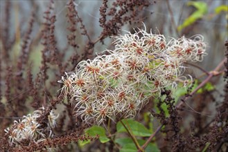 Clematis vitalba with fruiting vines, Moselle, Rhineland-Palatinate, Germany, Europe