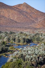 Kunene River with green vegetation in a dry red mountain landscape, in the evening light, Epupa