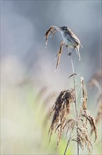 Sedge warbler (Acrocephalus schoenobaenus), Lower Saxony, Germany, Europe