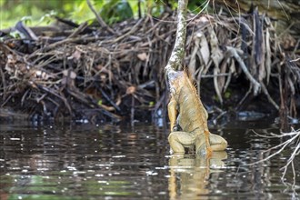 Green iguana on a branch in the water, Corcovado National Park, Costa Rica, Central America