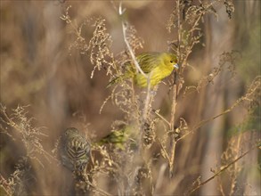 Free-living saffron finch (Sicalis flaveola) or saffron bunting male (all yellow) and female, seen