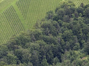 Vineyard at the edge of the forest, view from the Demmerkogel lookout point, St. Andrae-Hoech,