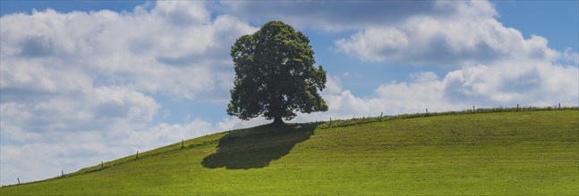 Single English oak (Quercus robur), near Legau, Allgaeu, Bavaria, Germany, Europe