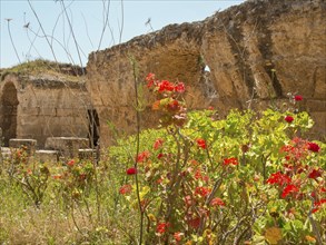 Ruins of an ancient site with colourful flowers and green plants, surrounded by stone walls, sunny