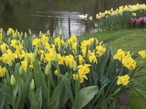 A river with yellow daffodils in the foreground, grassy banks and a duck in the water, lots of