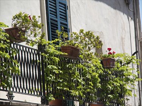 A balcony with green plants in pots and closed shutters, sunny urban setting, palermo in sicily