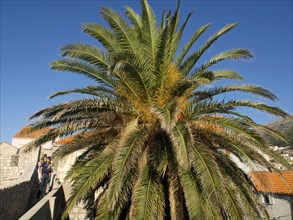 A large palm tree stands in front of a bright blue sky, while people stroll past in a summer