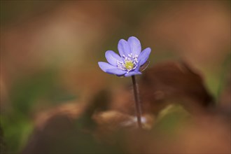 Close-up of Common Hepatica (Anemone hepatica) blossoms in a forest in spring, Bavaria, Germany,