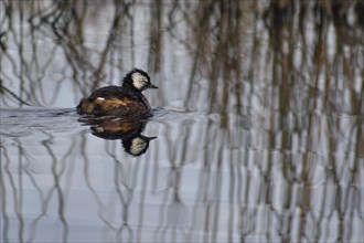 White-tufted grebe (Rollandia rolland) with reflection on the lake Laguna de Navarro, Buenos Aires,