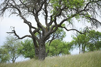 Landscape of a zwetschge (Prunus domestica subsp. domestica) tree in early summer, Bavaria,